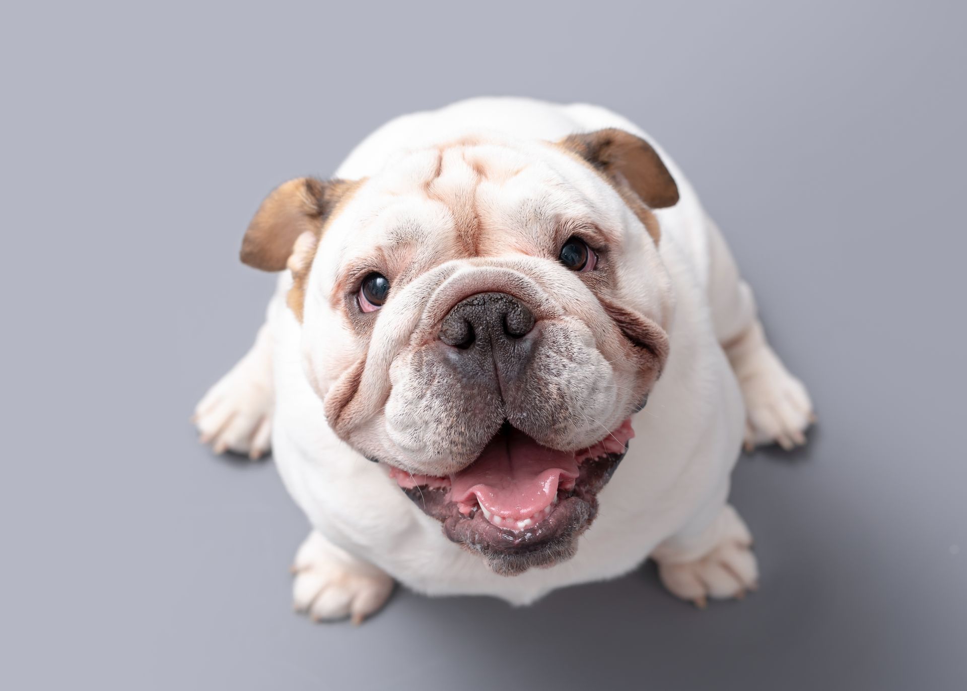 A white bulldog is looking up at the camera on a gray background.