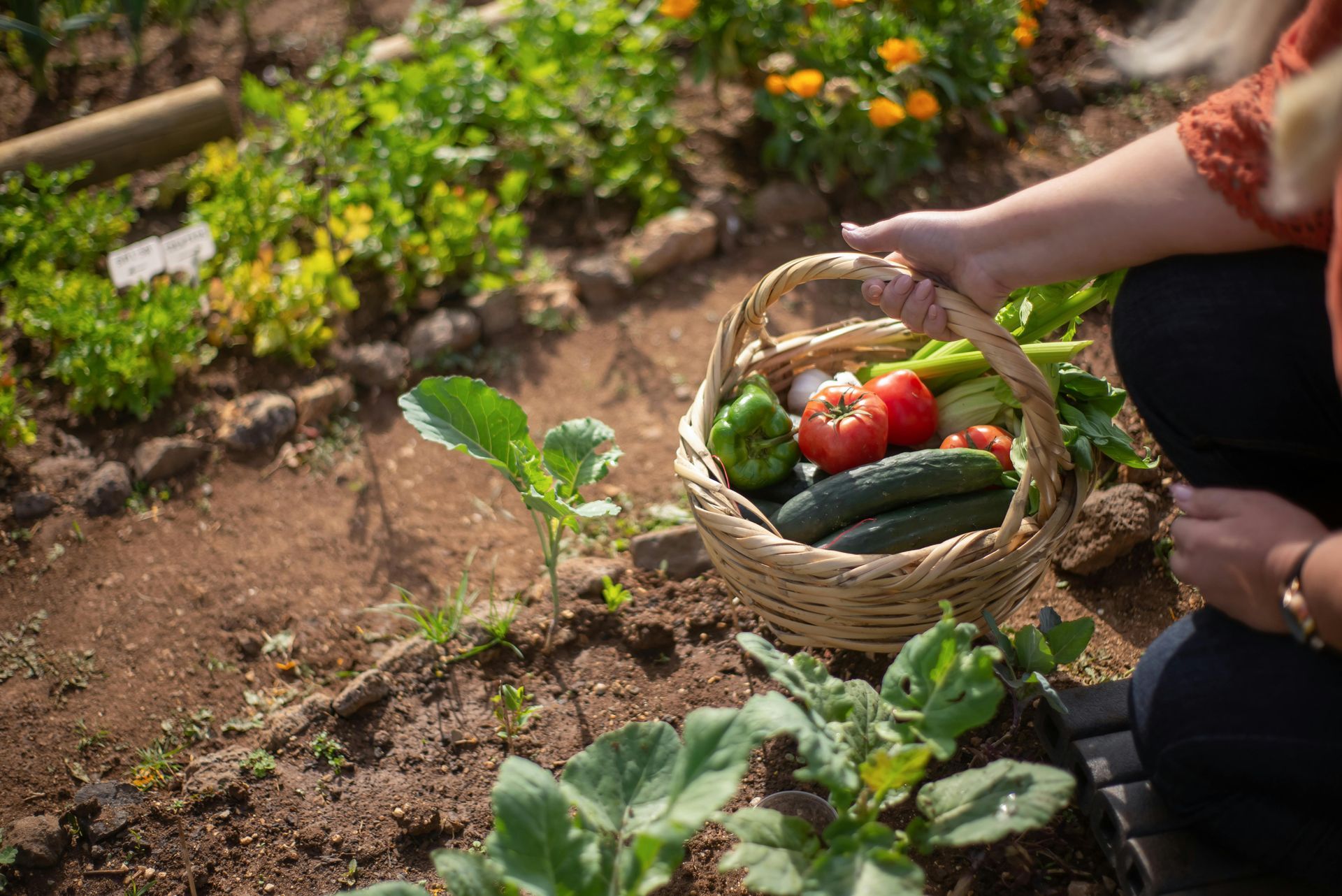 Person holding a basket of fresh vegetables in a garden. Tomatoes, cucumbers, and peppers visible.