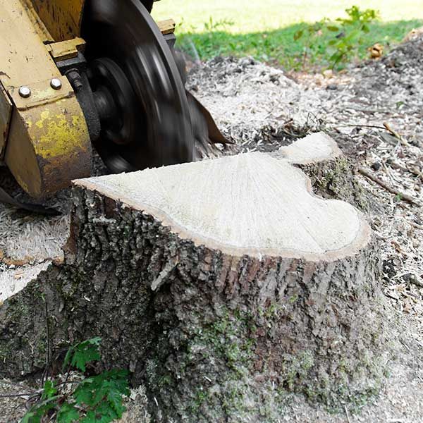 Chainsaw cutting a large tree stump, with fresh sawdust on the ground.