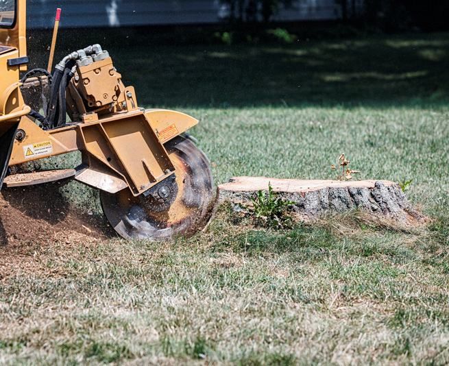 Orange stump grinder cutting a tree stump on a grassy lawn