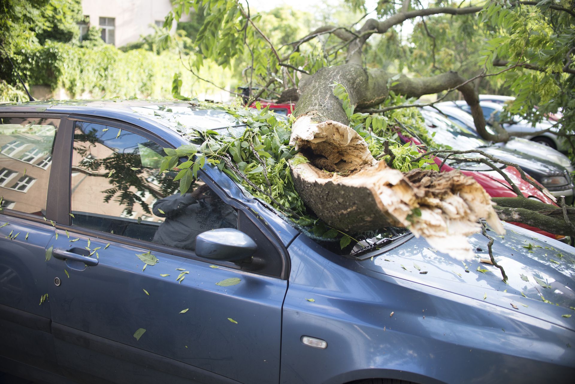 A tree has fallen on top of a car.