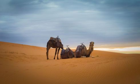 Camels rest on a sand dune under a cloudy sky.
