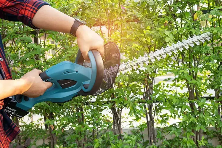 A man is cutting a hedge with a hedge trimmer.