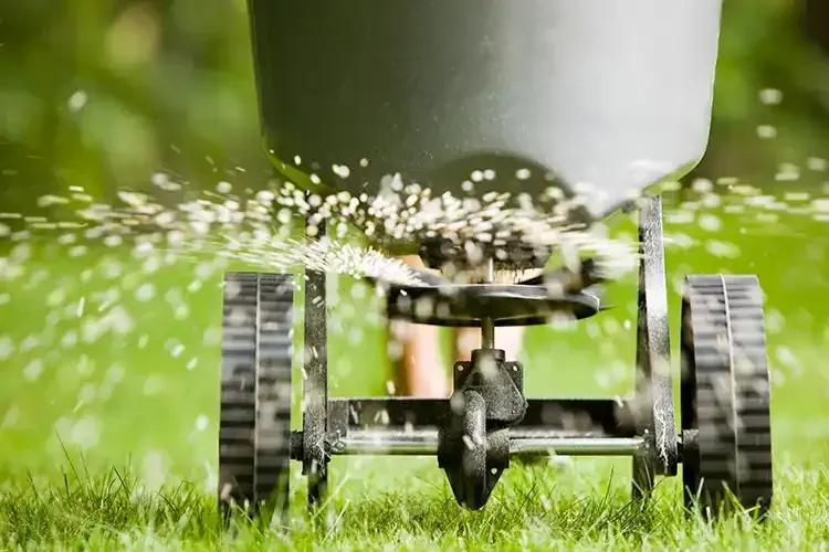 A person is spreading fertilizer on a lush green lawn.