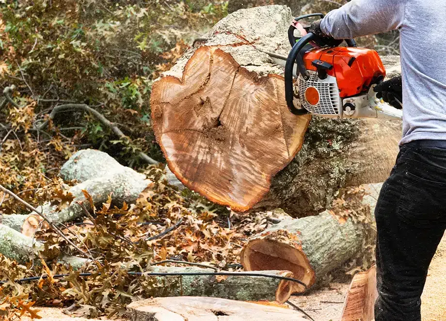 A man is using a chainsaw to cut a tree.