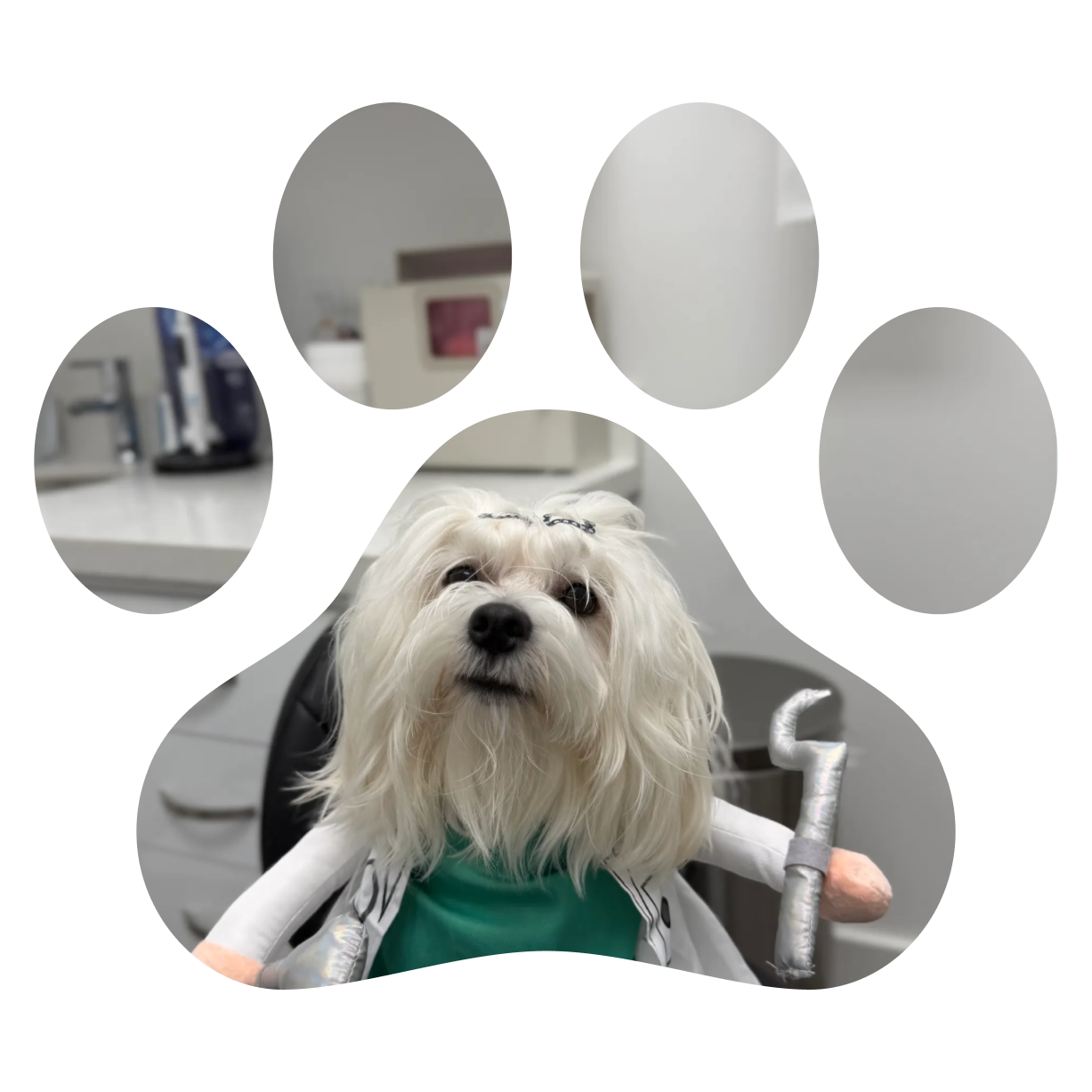 White fluffy dog in a green shirt sitting in a pet friendly dentist office