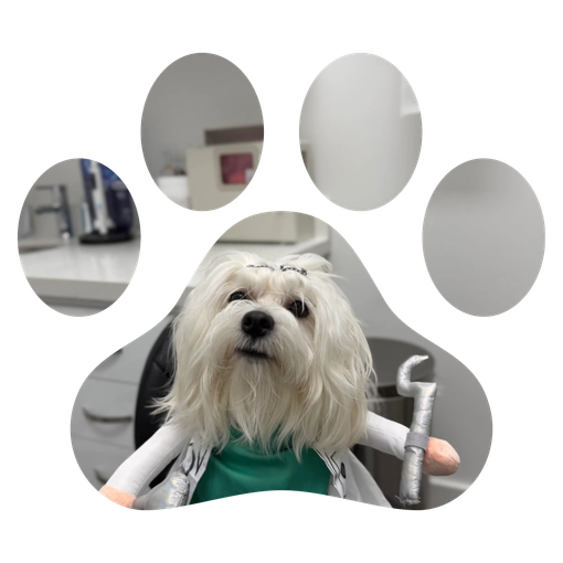 White fluffy dog in a green shirt sitting in a pet friendly dentist office