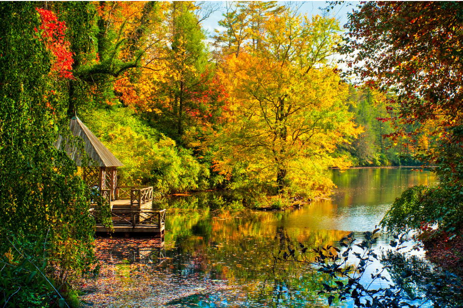 A picture of a lake with trees all around in Asheville, NC.