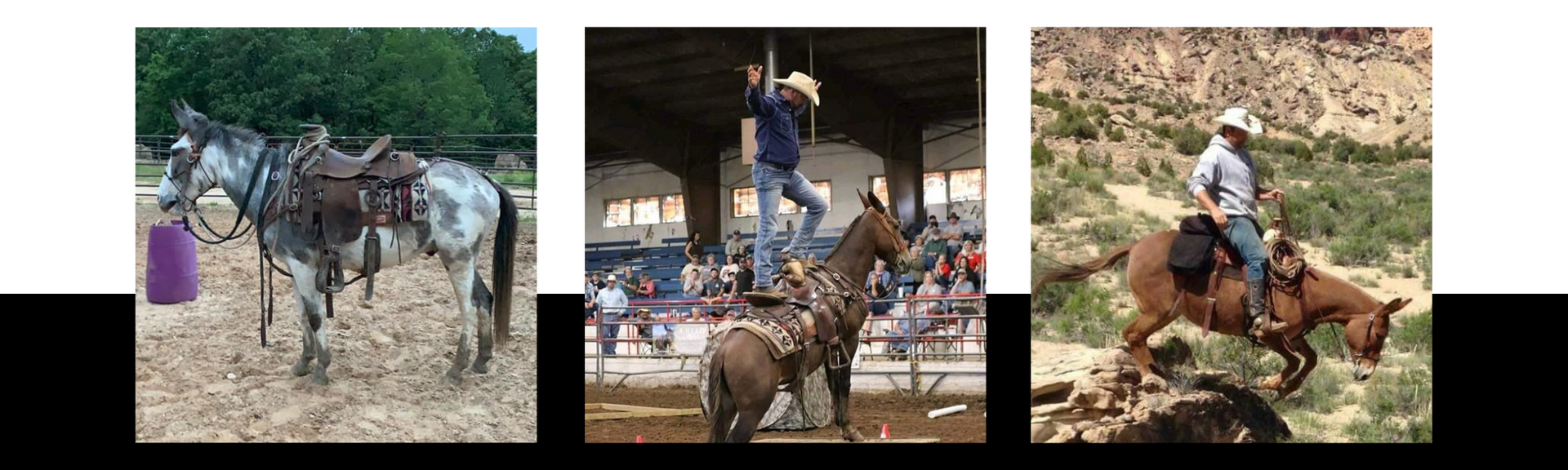 A three-part image showing a grey horse with a saddle, a person balancing on a horse in an arena, and a rider on a horse.