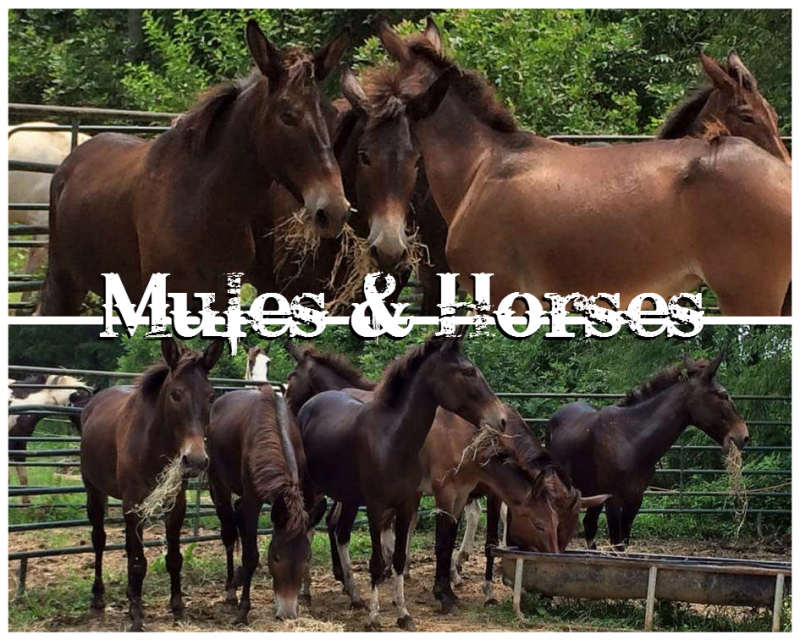 A collage of brown mules and horses grazing in fenced outdoor paddocks, with the text 