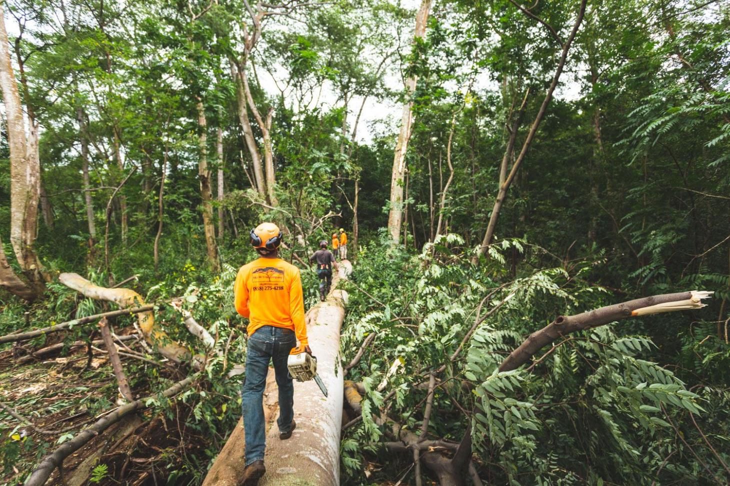 Sky HI Tree Company | Tree Services in Hilo, HI
