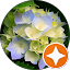 Fiori di ortensia, petali blu e bianchi, foglie verdi, emblema a forma di stella arancione.