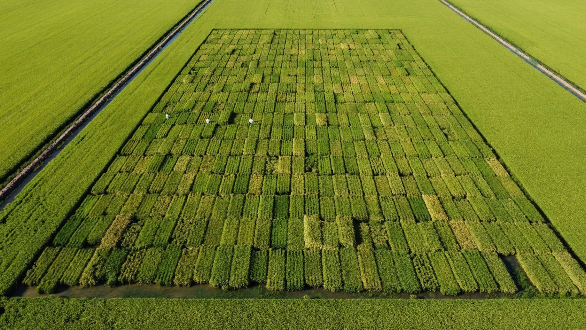 Rice Breeding Australia | Rice Production in Leeton