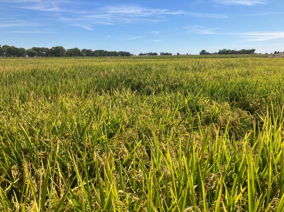 Rice Breeding Australia | Rice Production in Leeton