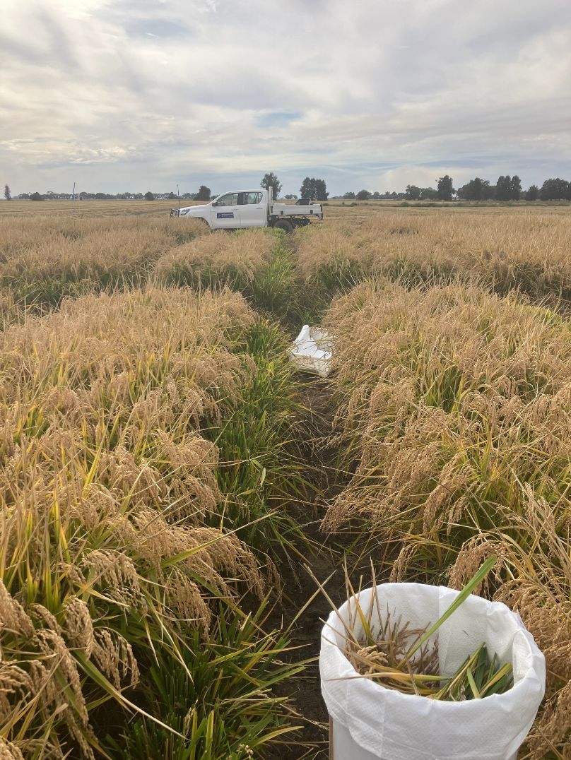 Rice Breeding Australia | Rice Production in Leeton