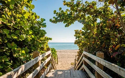A wooden walkway leading to the beach surrounded by trees.