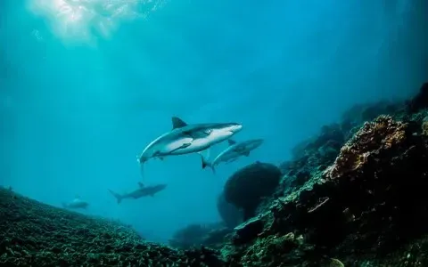A group of sharks are swimming in the ocean near a coral reef.