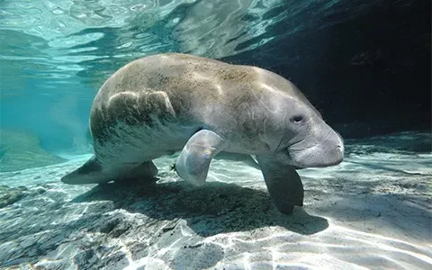 A manatee is swimming in the ocean near the shore.