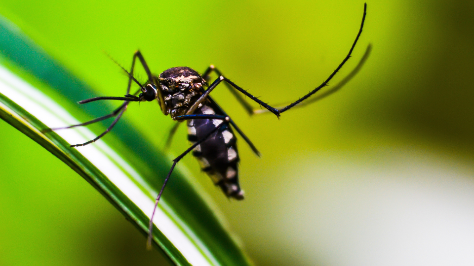 malaria prevention medication manchester