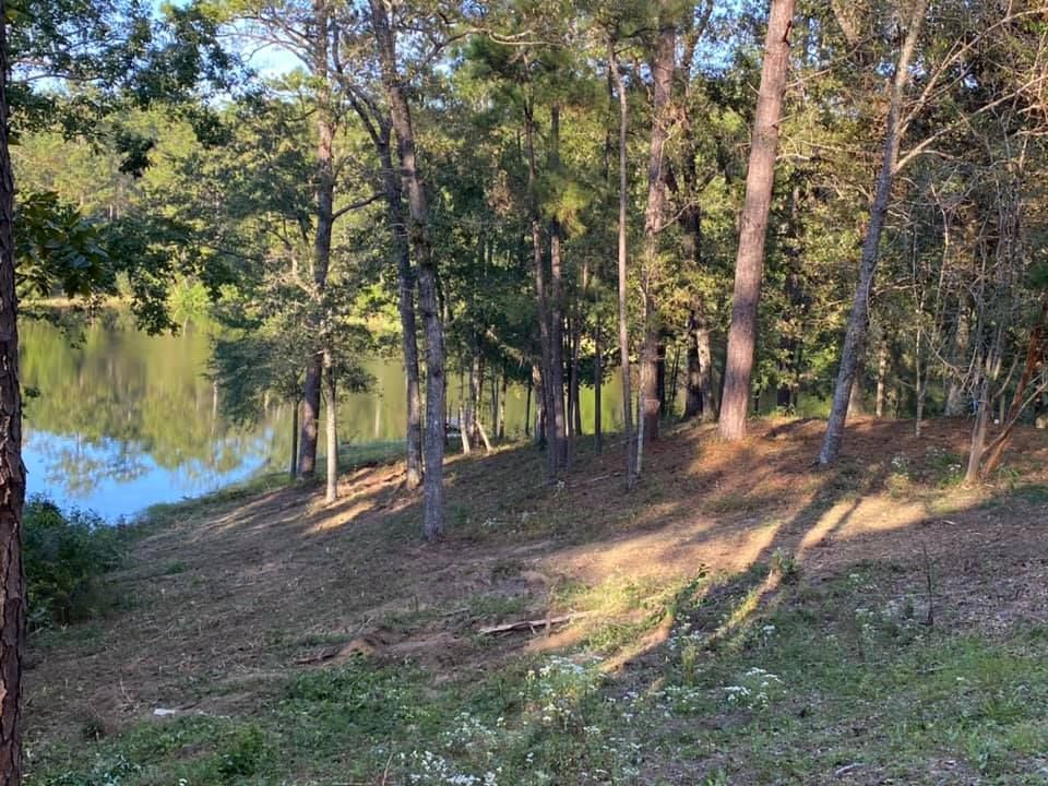 Wooded lakeshore with trees, a grassy bank, and sunlight filtering through the forest