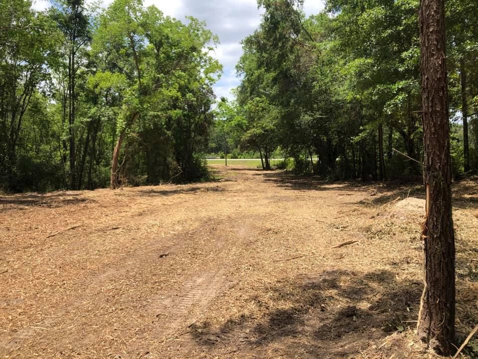 Dirt path through a sunlit wooded clearing with green trees on both sides.
