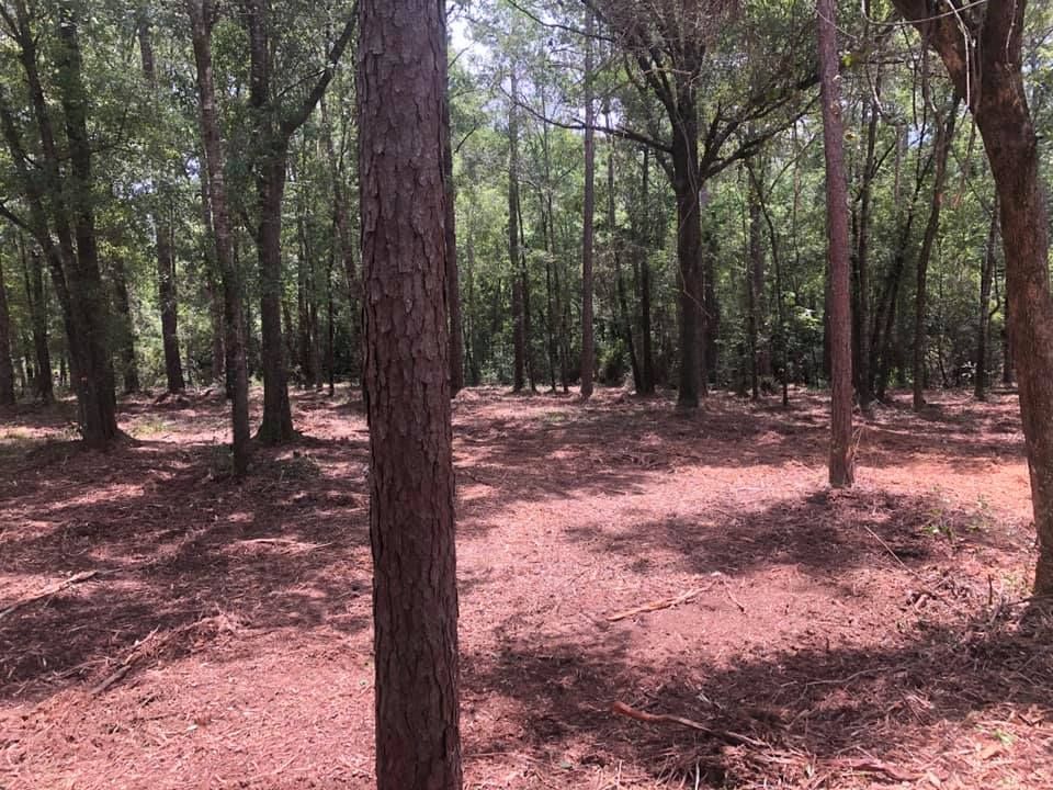 Sparse pine forest with tall trees and a reddish-brown ground covered in needles.