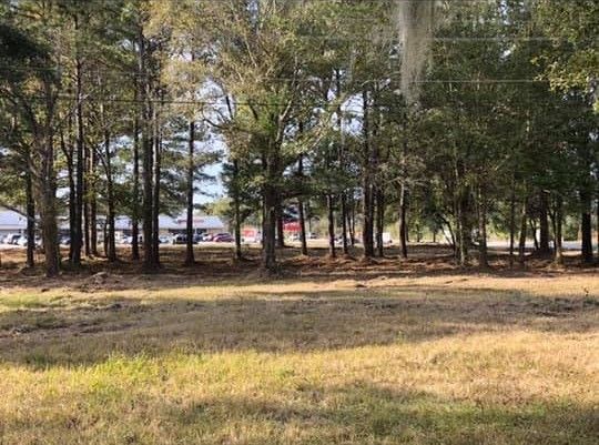 Grassy field with tall pine trees and a glimpse of buildings in the background