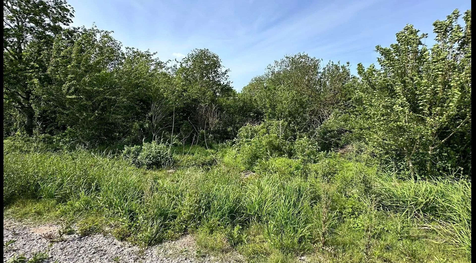 Dense green shrubs and trees under a clear blue sky, with gravel in the foreground.