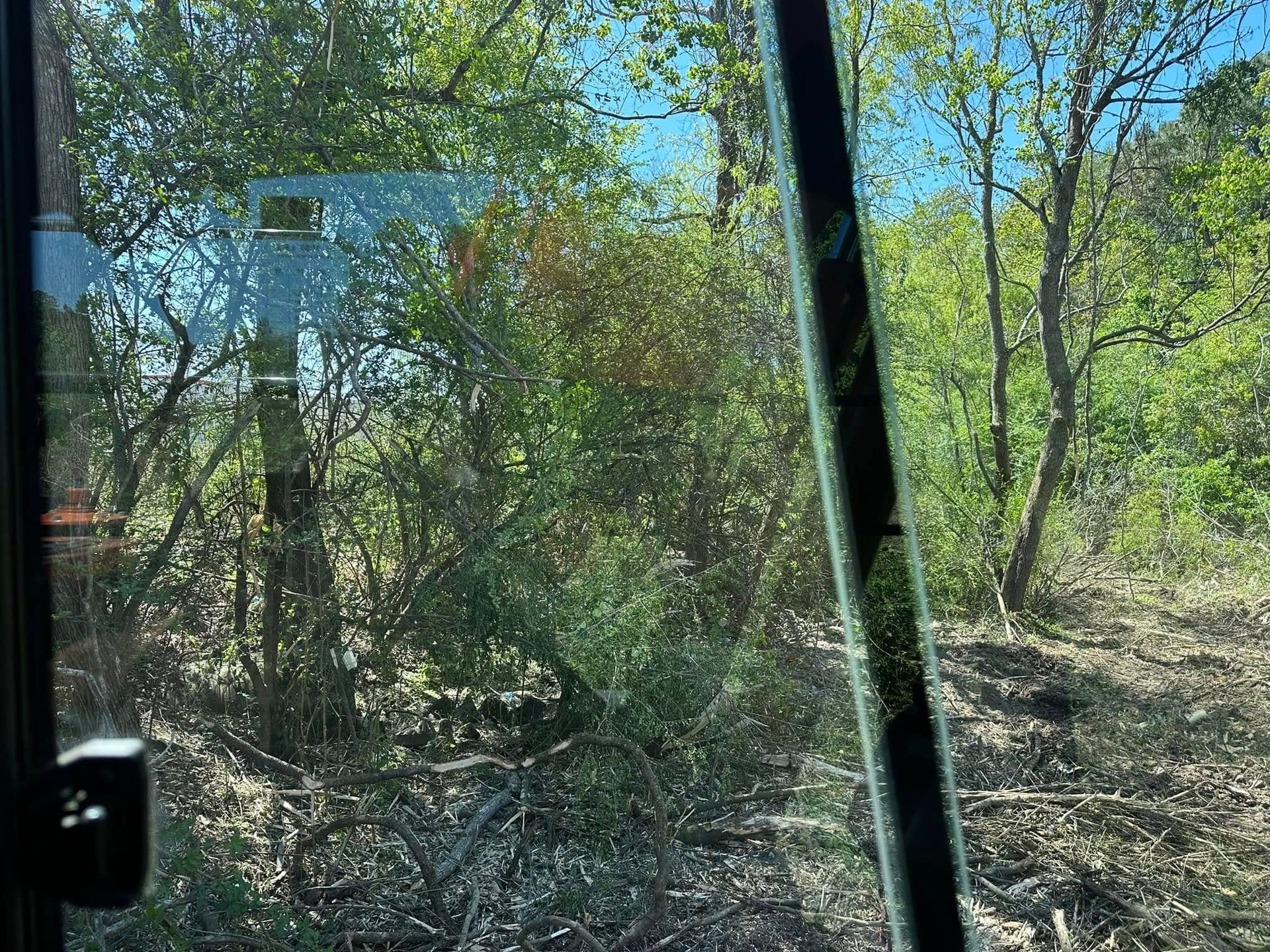 View through a window of dense green trees and brush in bright daylight