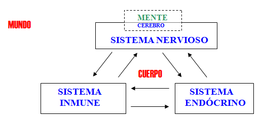 Diagrama que muestra la relación interconectada entre los sistemas nervioso, inmunitario y endocrino dentro del cuerpo.