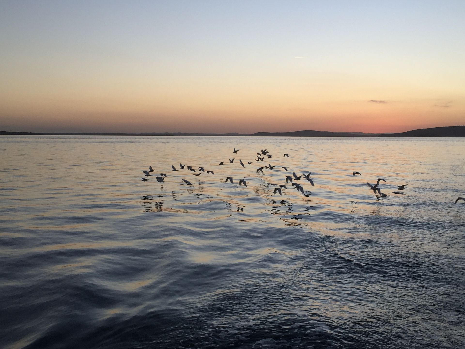 A flock of birds are flying over a body of water at sunset