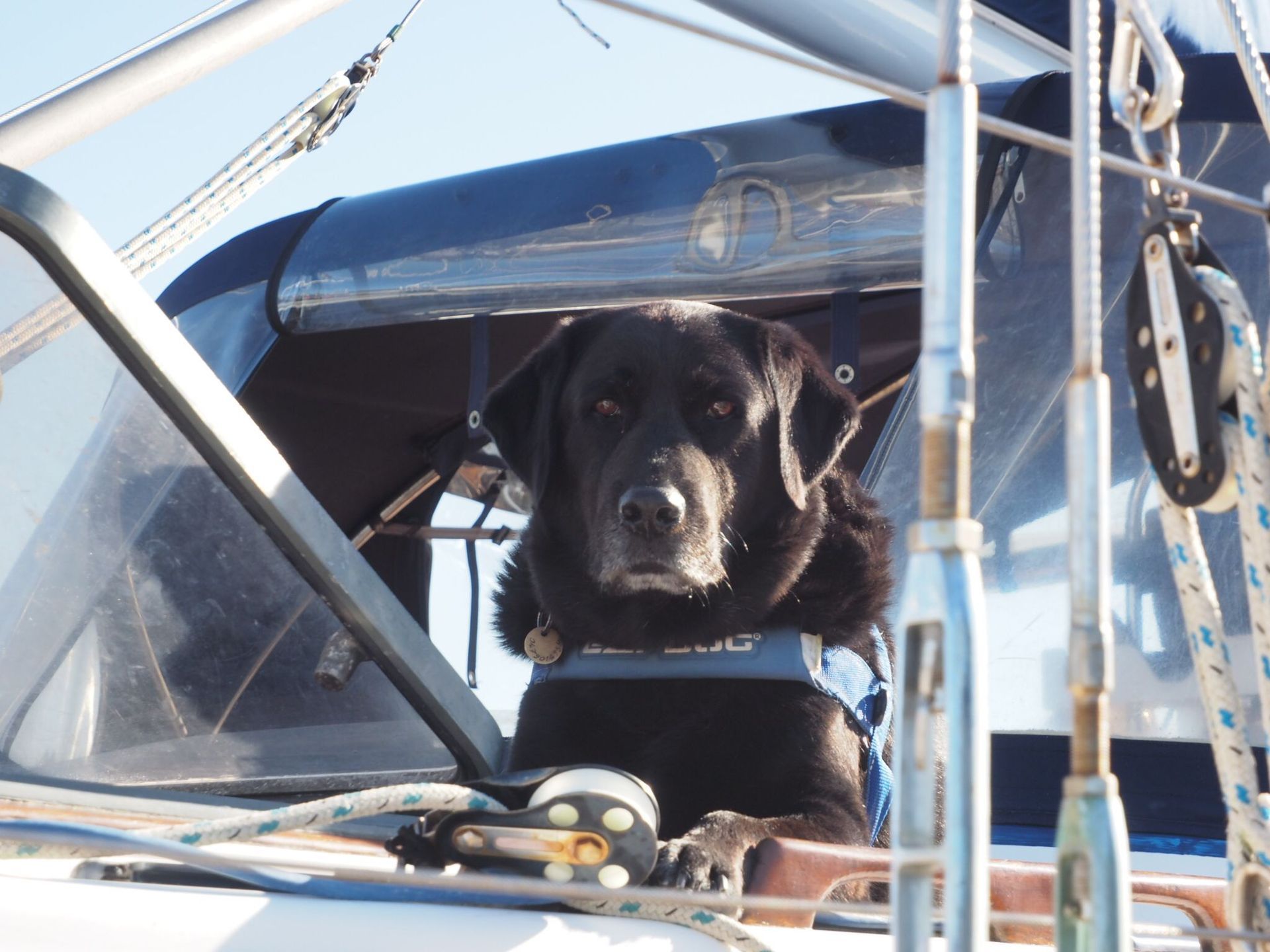 A black dog is sitting in the cockpit of a sailboat