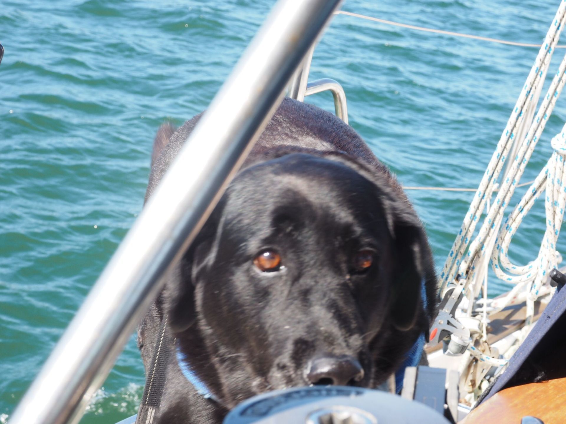 Ivy the dog features in the book Voyager Pets an anthology about pets living on boats on the ocean published by sistership press