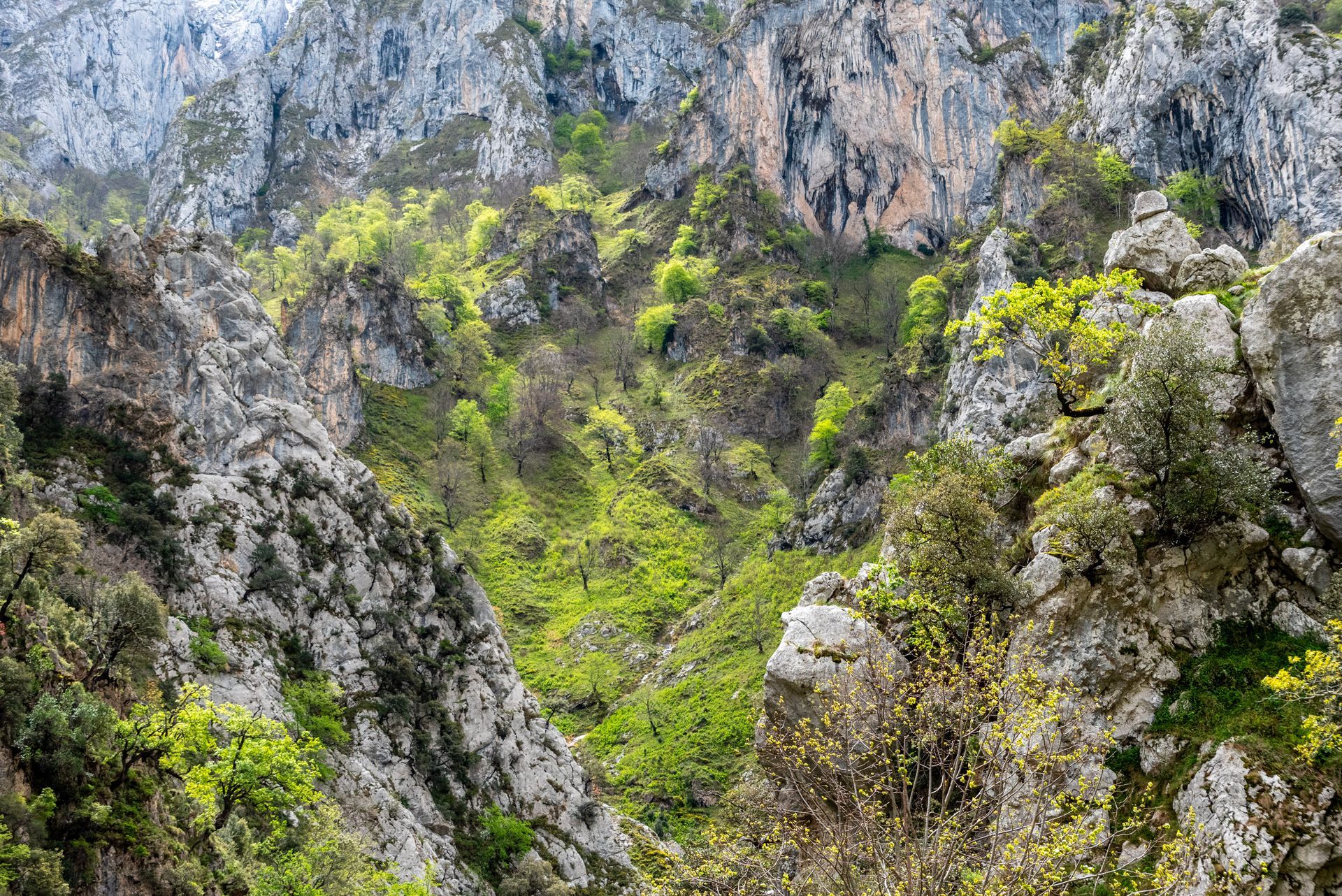 A canyon filled with lots of trees and rocks.