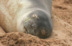 A seal is sleeping in the sand on the beach.