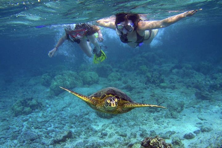 A couple of people are swimming with a turtle in the ocean.