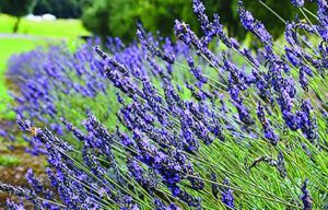 A bunch of purple flowers are growing in a field.