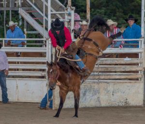 A cowboy is riding a bucking horse in a rodeo arena.