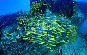 A large group of yellow fish are swimming around a rock in the ocean.