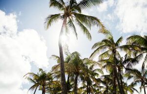 The sun is shining through the palm trees on a cloudy day.