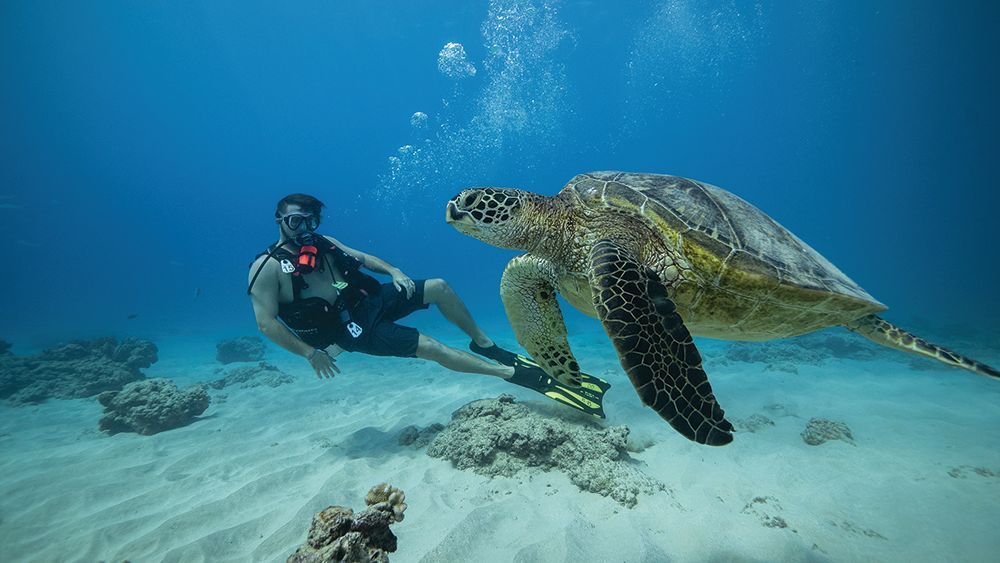 A man is swimming with a sea turtle in the ocean.