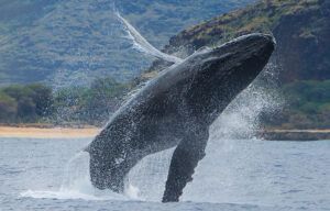 A humpback whale is jumping out of the water.