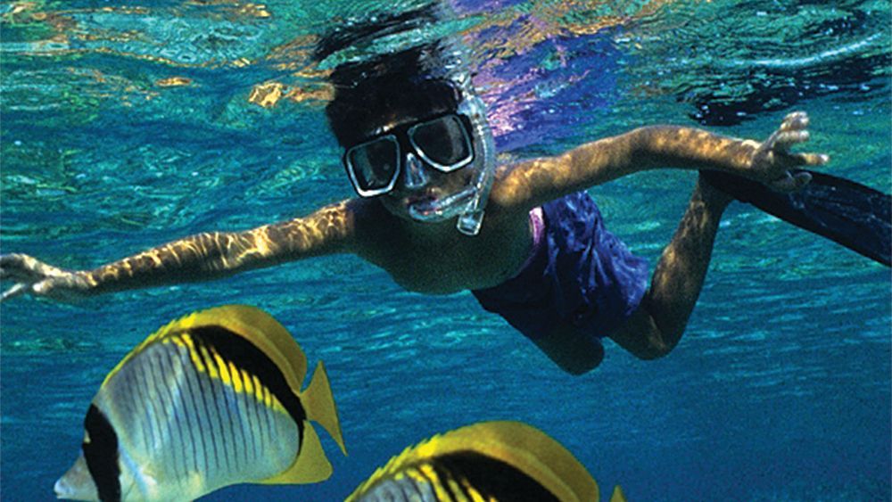 A person is swimming in the ocean surrounded by fish.