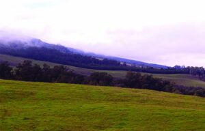 A grassy hillside with trees and mountains in the background on a cloudy day.