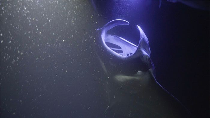 A stingray is swimming in the water with a purple light behind it.