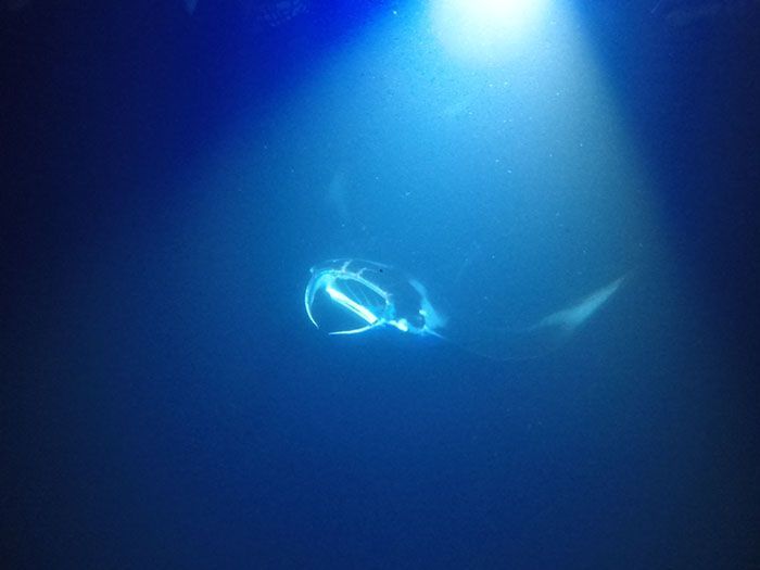 A pair of wedding rings are floating in the ocean.