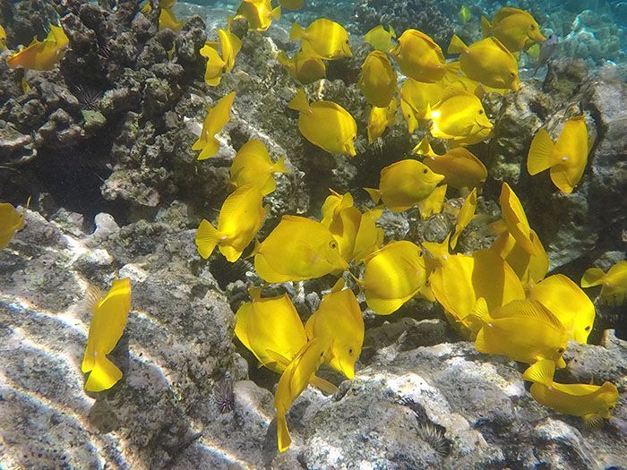 A large group of yellow fish are swimming in a coral reef.