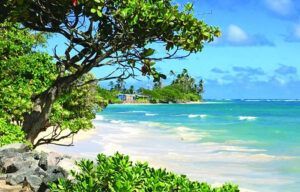 A beach with a tree in the foreground and the ocean in the background