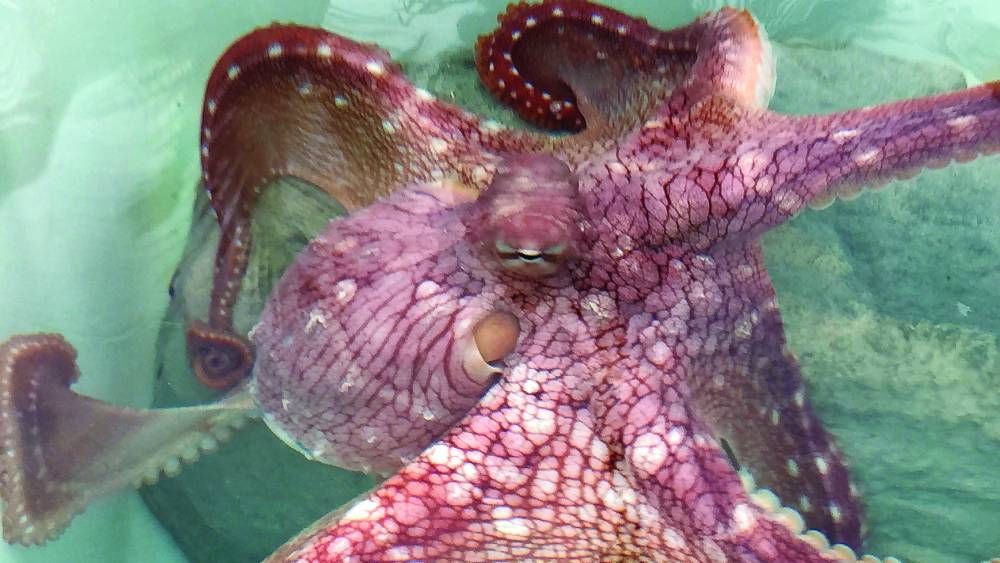 Kanaloa Octopus Farm