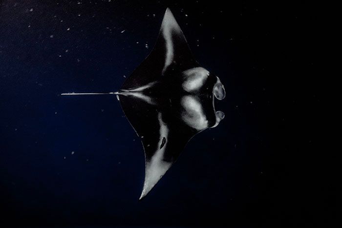 A black and white photo of a manta ray in the ocean.